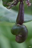 cashew