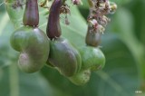 cashew. ik vind ze zo mooi