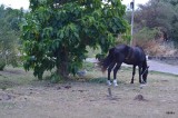 en paard blij met de pruimen