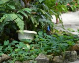 kijk em fladderen de blauwe