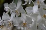 orchideeen