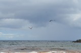 drie pelicanen aan de oceaan