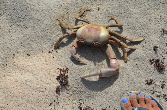 behoorlijk grote uitgedroogde krab