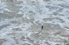 16 nov strand guana bay (21)