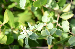 blompje