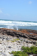 kleine blowhole