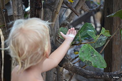 en Tjeu bij zijn sugarbirds