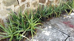 wat kost een aloe in NL