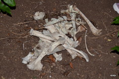 bones mamma, bones, Jurre totaal in katzwijm