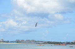 pelican