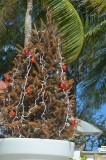 een weekje echte kerstboom uithangen op het strand...