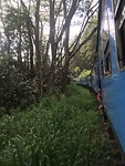 Trein door bos
