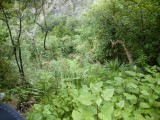 begroeiing bij Altford Falls