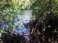 Daintree scenery 3