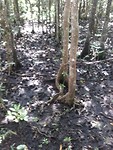 Scenery daintree 2