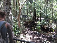 Scenery daintree