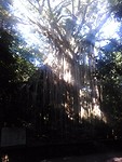Curtain fig 3
