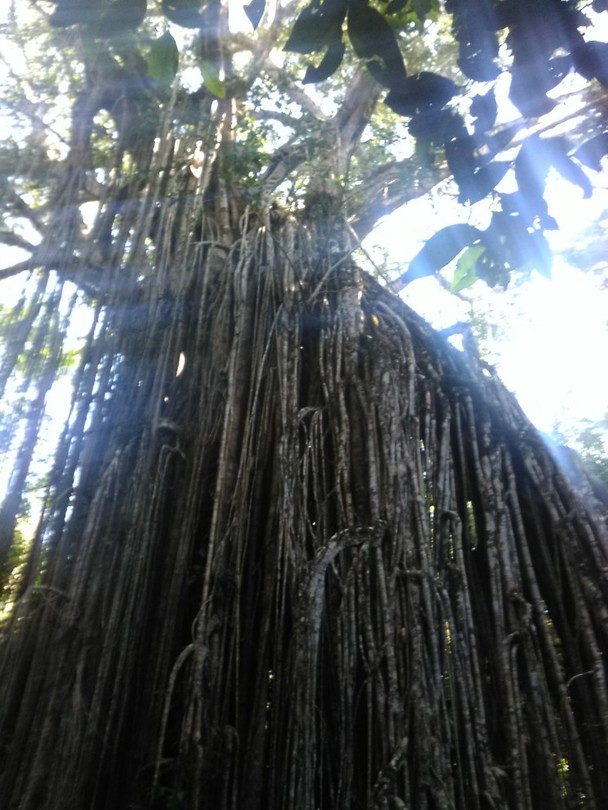 Curtain fig