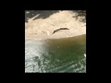 Daintree Snippets