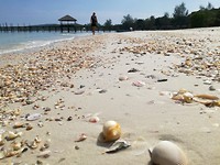 Super veel mooie schelpen