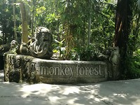 Monkey Forest