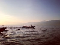 Dolphin watching