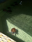 Turtle sanctuary