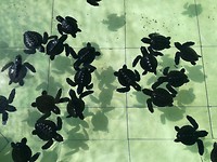Mini schildpadden <3
