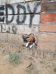 Puppie!