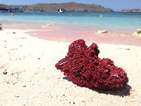 Het rode koraal waardoor het strand roze is