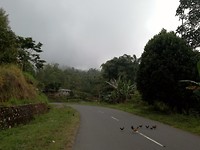 How did the chickens cross the road?