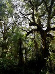 Bomen