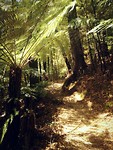 Varens! Inmiddels mijn favoriete plant in NZ geworden <3