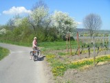Fietsen tussen de druivenranken.