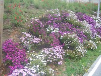 DSCF9870