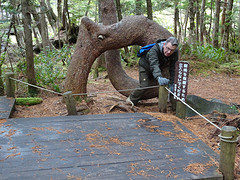 Wandelen in de Japanse Alpen: Peter kruipt door een boom en hoopt op verlichting