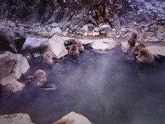 Yudanaka: apies in thermaal bad