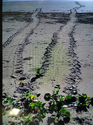 Yeppoon, een schildpad was snachts eieren op het strand komen leggen. In maart komen ze uit