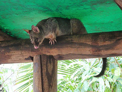Magnetic Island. Opossum. Als een mens zijn ballen zou hebben dan zou dat voelen als 4 kg aardappels