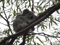 Magnetic Island. Een wilde koala. Het is dat iemand anders ons er op wees, anders misten we hem