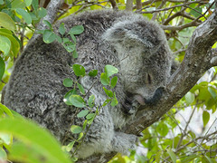 Magnetic Island. Een wilde koala. Ook hier wees diezelfde persoon ons op de koala