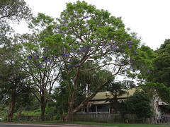 Jacaranda