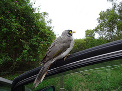Common Myna