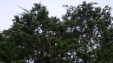 Port Douglas, krijsende vogels
