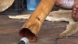 Sydney, Didgeridoo concert