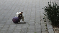 MC Ons plein, ballend beest