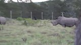 Lalibela park: Nijlpaarden. Het mannetje merkt zijn territorium