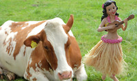 Hawaaiiaanse Hula-danseres
