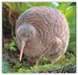 Kiwi