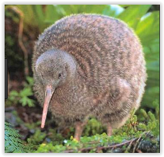 Kiwi